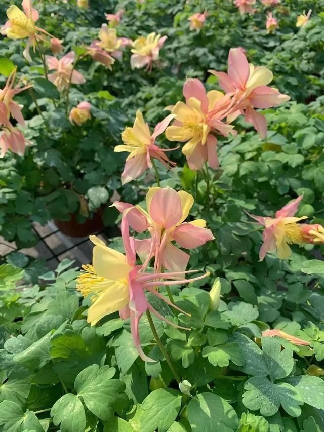 这花名字土掉渣,开花却特美,花期长达3个月