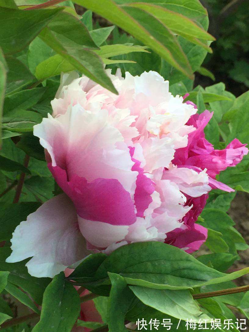 二乔|牡丹是“花中之王”,这些稀有品种就是王中王,很少有人见过!