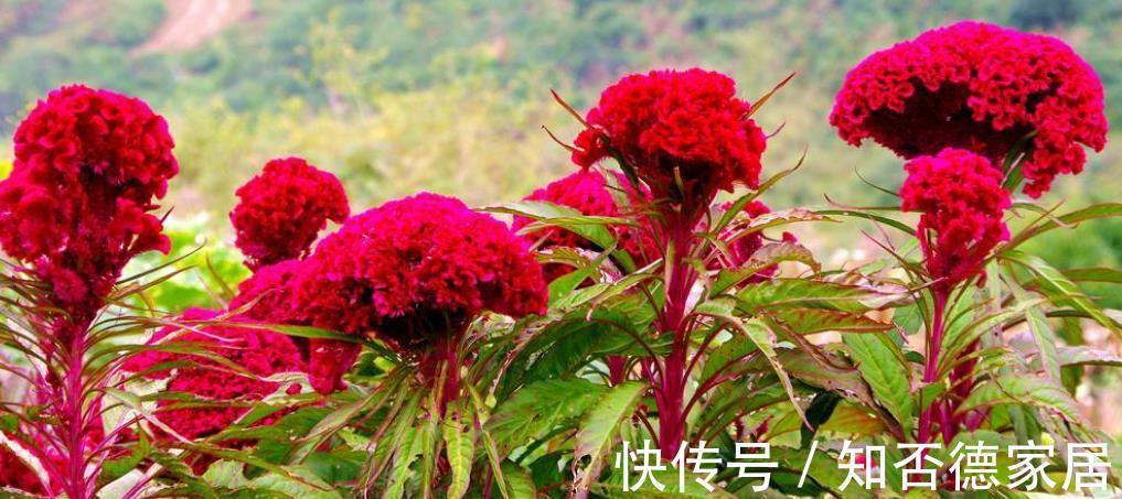 国庆前后,8种花种子收集起来,来年播种开出花海