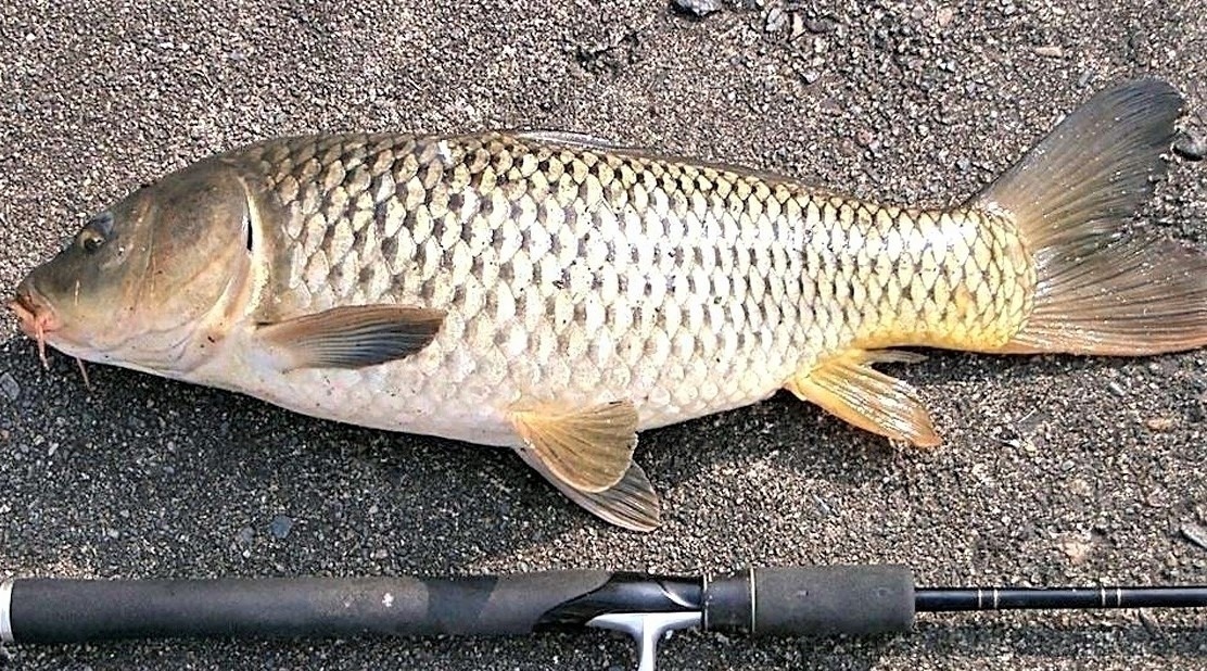 窝点|夏季野钓,突然无鱼口,不是钓技不好,原来是这几种因素