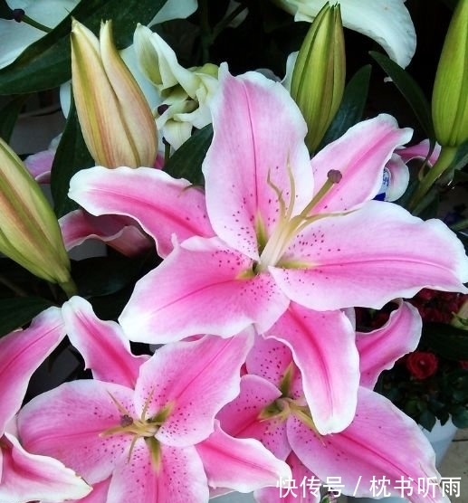 4种花适合夏天养,开花爆盆花期长,繁花似锦,花色美轮美奂