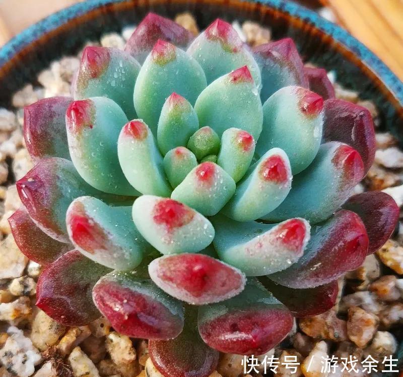 多肉中的美仙女，叶片鲜艳又肥美，颜值，气质俱佳，太可爱了