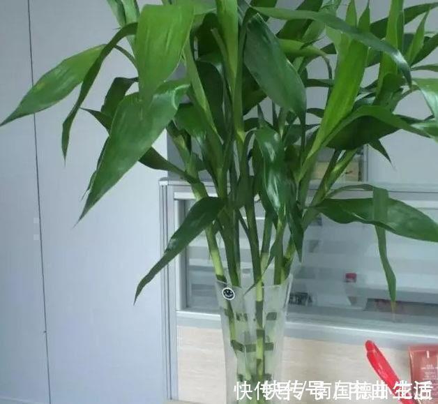 用1种药片水浇花，越浇土壤越疏松，花卉长得旺、不黄叶