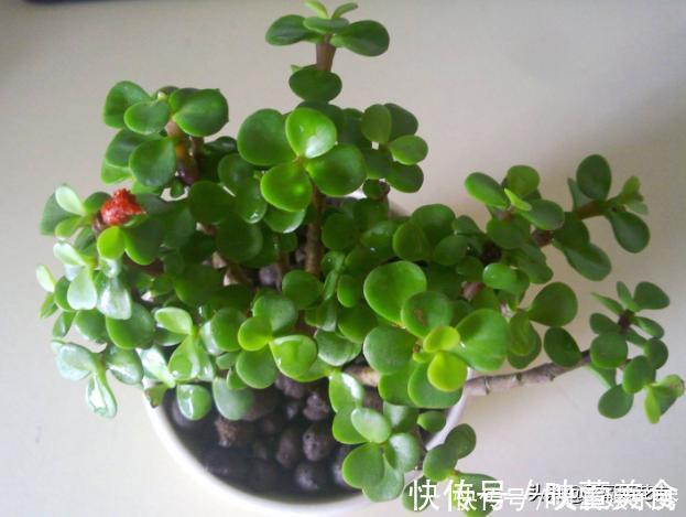 还用柳树皮、阿司匹林养花?聪明人都用“一种东西”,养啥都爆盆