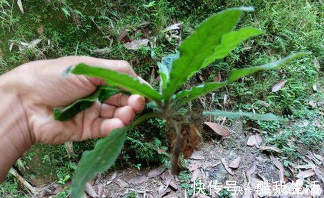 草药|可惜了农民曾用它来喂猪，不知煲汤最靓，如今被称为“土人参”