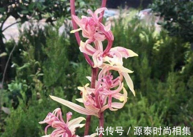 此兰花比较好养,花叶双艺,芳香怡人,花姿典雅,勤花勤草显档次!