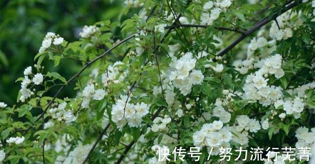 叶子|适合家中养的三种花卉，不仅好看还能防蚊虫，新手也可以轻松养活！