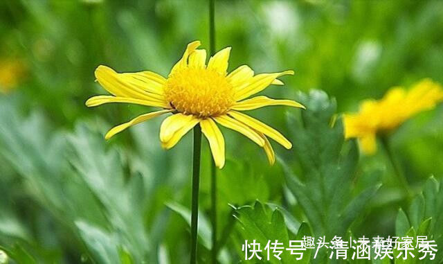 “菊中精品”情人菊,似娇艳情人,美艳优雅,堪称养花必备