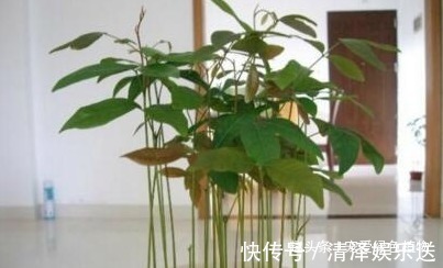 1种水果籽,一粒粒摆盆里,10天出芽,开花又结果,够一家人吃