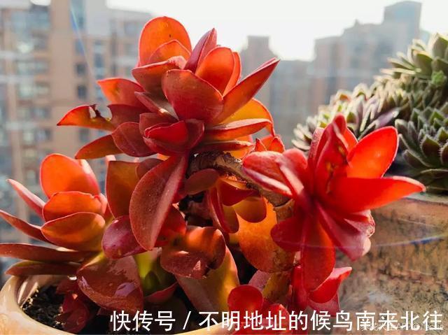 60种多肉图鉴及养护要点,1分钟学会,超全超实用!