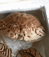 段子|搞笑GIF段子:这伴娘也太多了,这么大的车一车竟然坐不下!