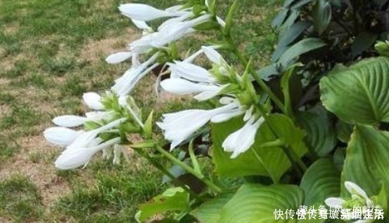 阳光|这3种花最怕阳光，越阴凉越生长的旺！阳光晒反而活不长