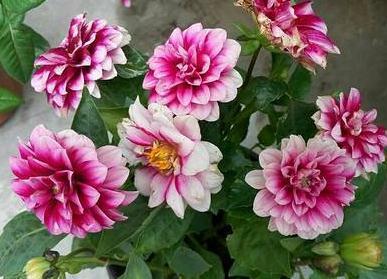 4种“多色花”养阳台，一盆比一盆颜色多，花开了就是100朵