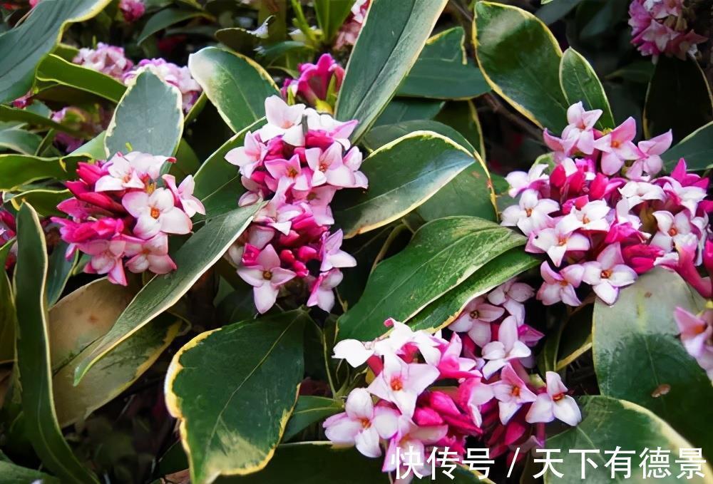 蟹爪兰|4种漂亮花,7月不要买,养不活费钱又费力,9月再买也不迟