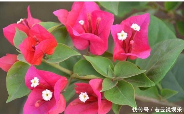 植物|见过人喝醋,植物喝醋你可见过喝完之后蹭蹭长不停,开花还爆盆