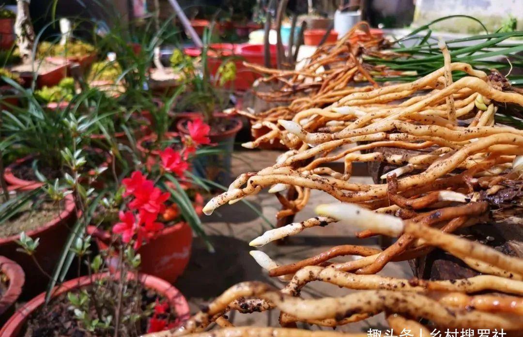 新手种植兰花,最容易犯的6大错,每一条都会影响兰花长势