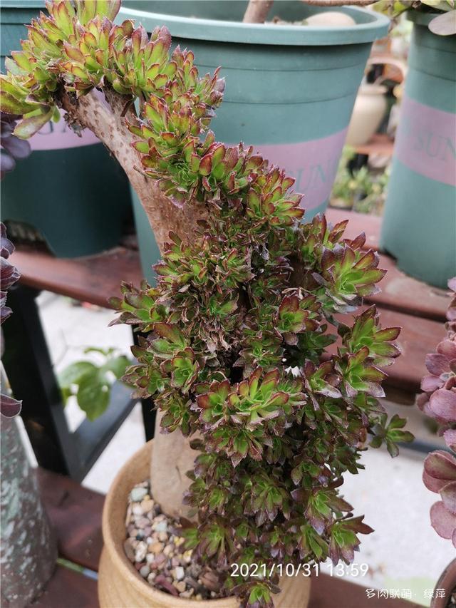 拈花一笑为红颜,无奈雨霾非吾恋