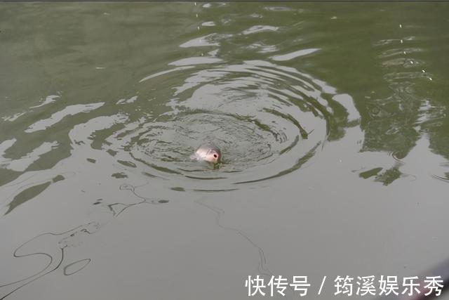 鱼口|钓鱼不看风,到头一场空,除了看水温,风向其实也很重要