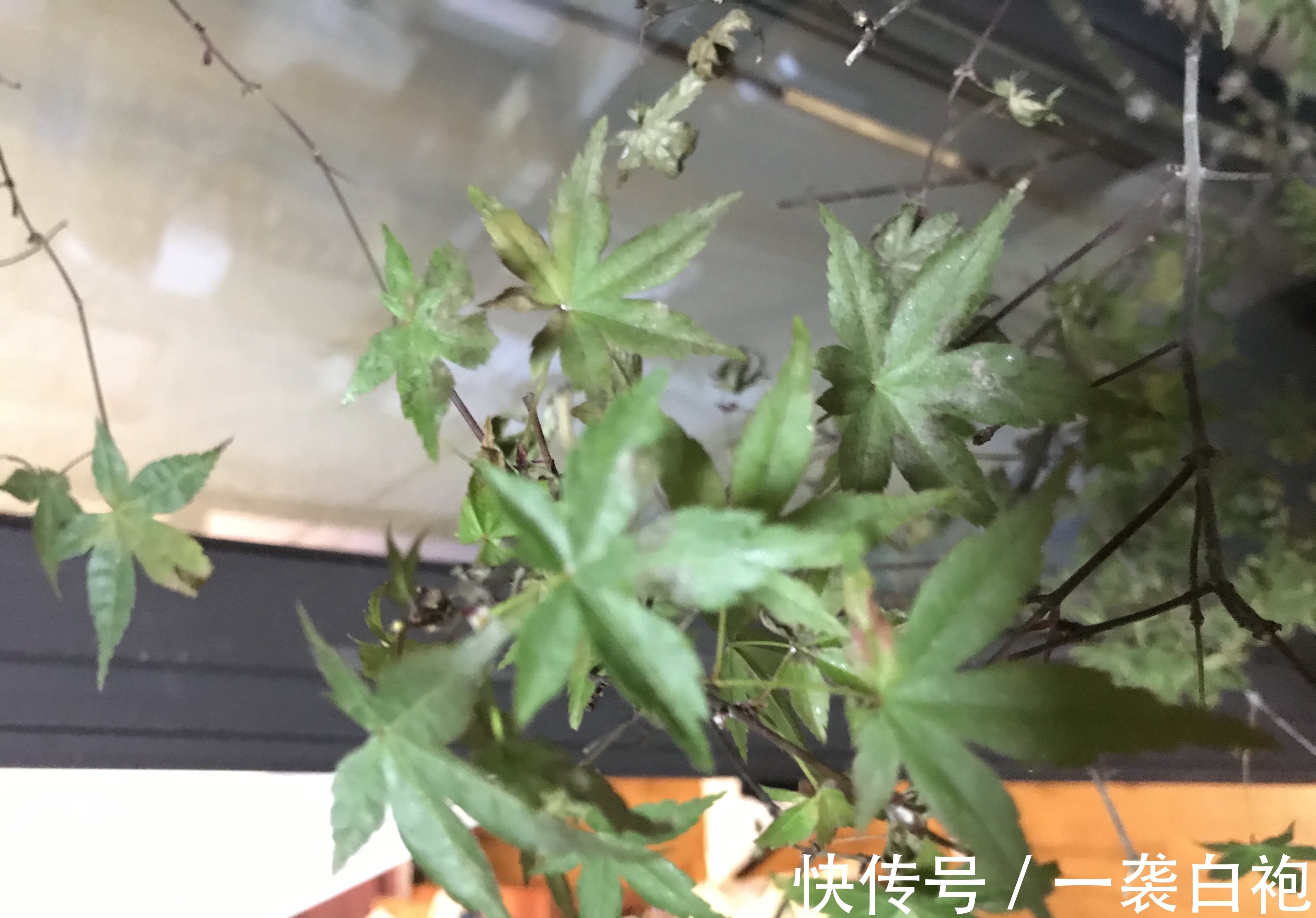 家里常年养花,黄叶掉叶小飞黑太闹心了,那是因为你没做这些