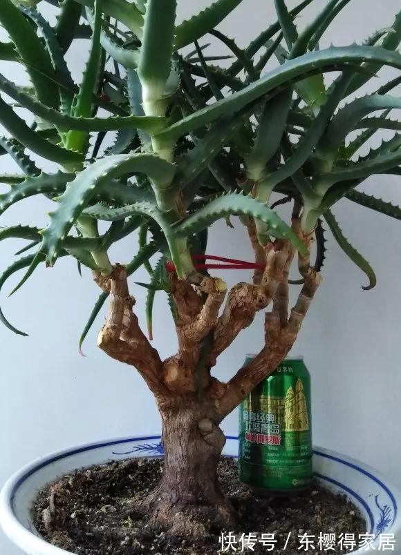 浇水|秋天养芦荟,4个小技巧,花箭一米高,冒芽20多,又壮又肥