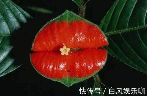 世界上“最性感”的花，外表酷似鲜艳红唇，想不到还有如此妙用！