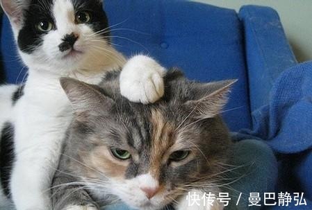 |搞笑动物：去了一趟非洲回来之后，我就变成了一只超黑的狗狗了！