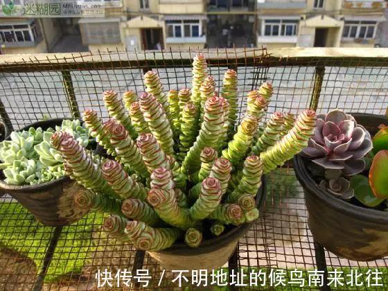 60种多肉图鉴及养护要点,1分钟学会,超全超实用!