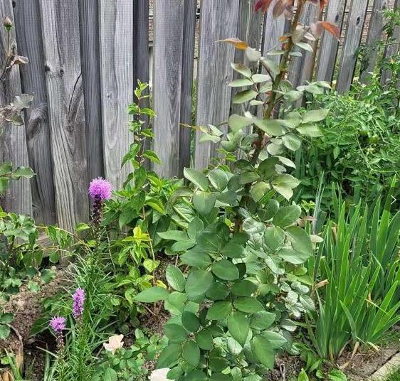 一米高的月季笋芽,现在该不该剪,不同阶段处理方式大不同