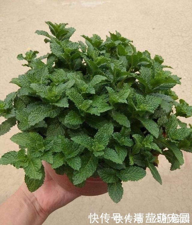 家里气味难闻,养3种绿植错不了,家里一整天都香喷喷