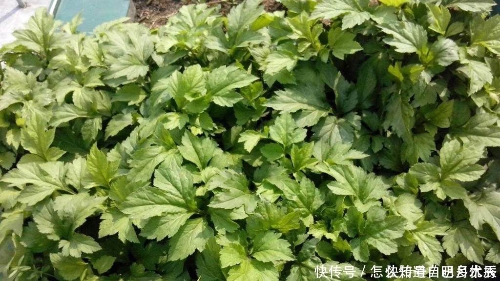 珍惜|此种“野菜”，炒鸡蛋吃清脆爽口，凉拌更是一绝，若见到要珍惜