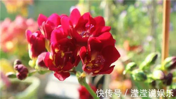 还在养绿萝家里养盆“香香花”,好看好闻,清香四溢精神好!