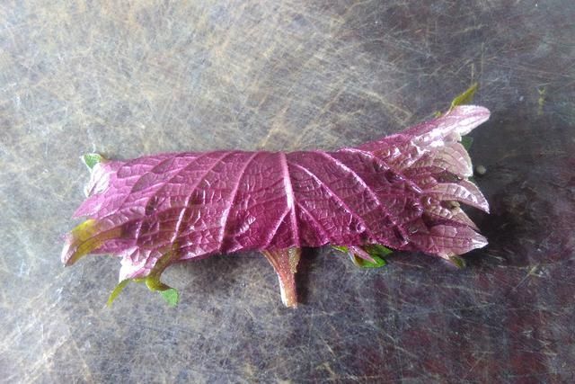 独特|独特的野菜香味,和肉这样搭配做成一道美食,香味闻到都流口水