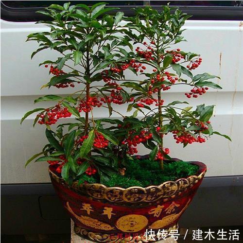 客厅养花选择6种树，自带财气，叶片油绿，旺财、旺人