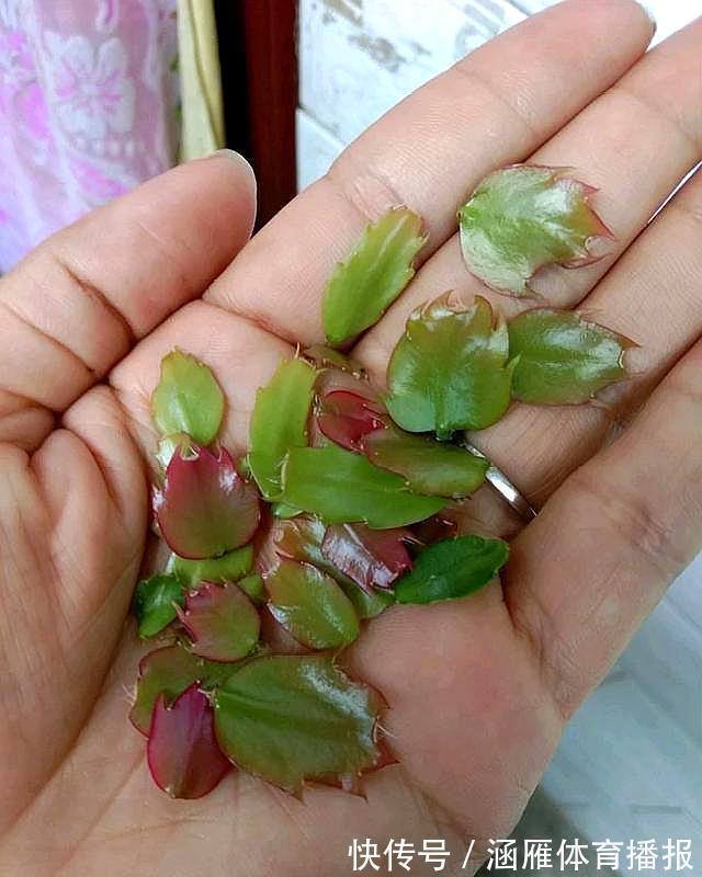 蟹爪兰喂点“大肥水”,叶片硬如铁,花苞鼓满盆,开花一百朵