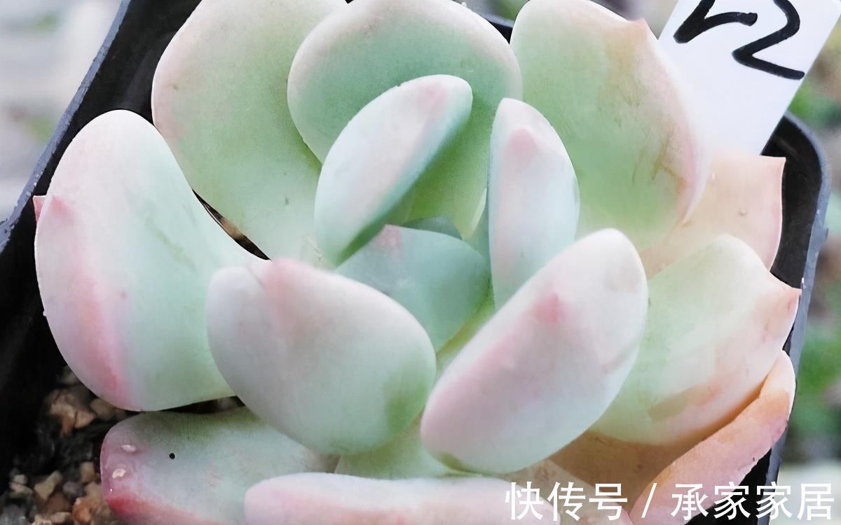 颜色|蜜桃格林，阳台上控养效果很明显的多肉，叶片短而圆，颜色粉嫩