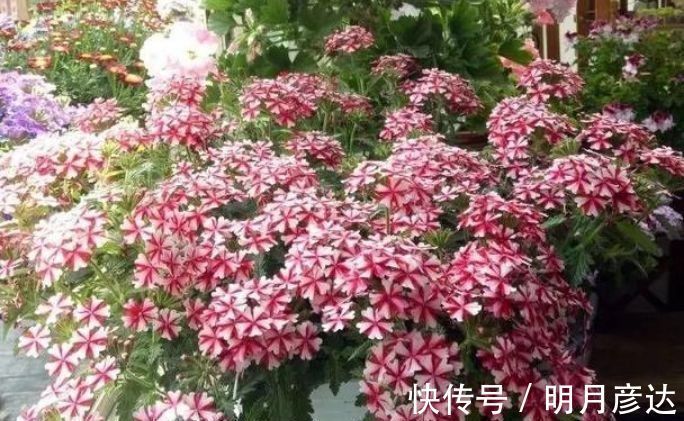 5种花好养易活,最适合懒人养,不用管也能开花爆盆