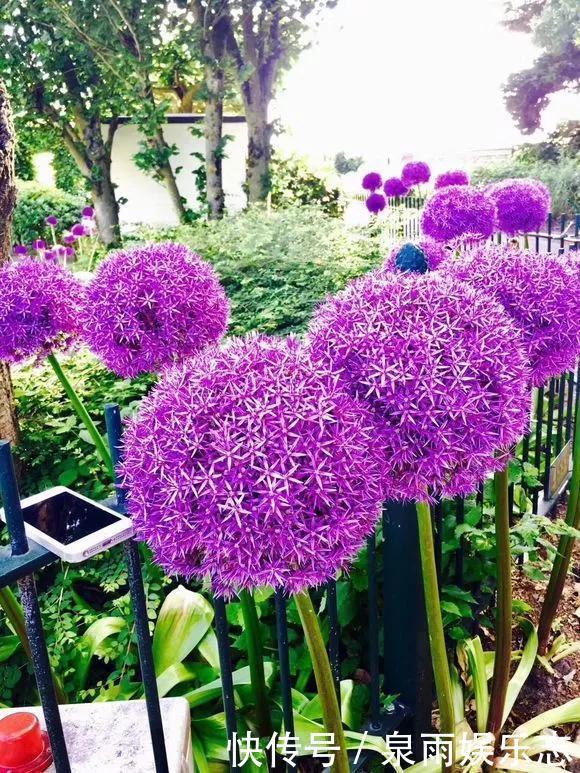 天竺葵|5种花不用管,盆栽地栽都好养,自己就能长成大花球,花开还惊艳