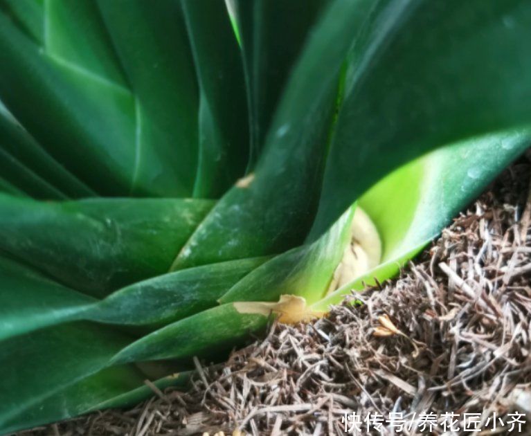 君子兰长“叶间根”,别发现不管,做好一步操作,才能长势旺盛
