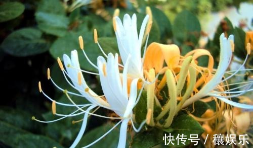 金银花|辟谣金银花泡水喝能消炎、调节免疫力没根据的言论别轻易信了