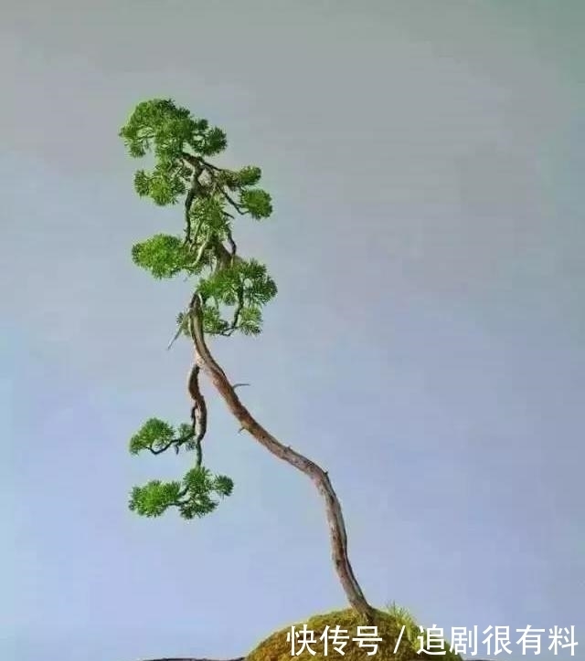 只有知道文人盆景的由来，掌握制作技巧，制作出完美的文人盆景