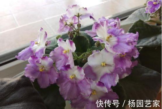 高颜值|8月6日-8月21日,庭院选这几款花,高颜值网红花,沾土就能活