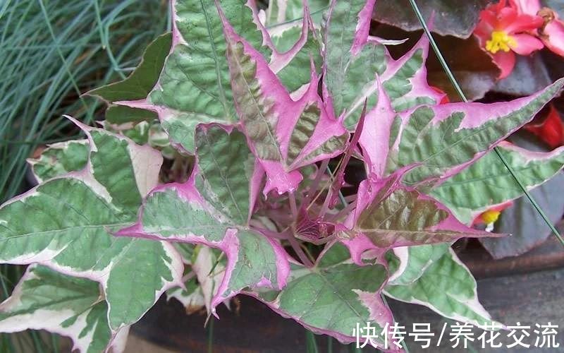 叶色|叶色丰富的观赏红薯，适合养成盆栽，开的喇叭状花朵很罕见