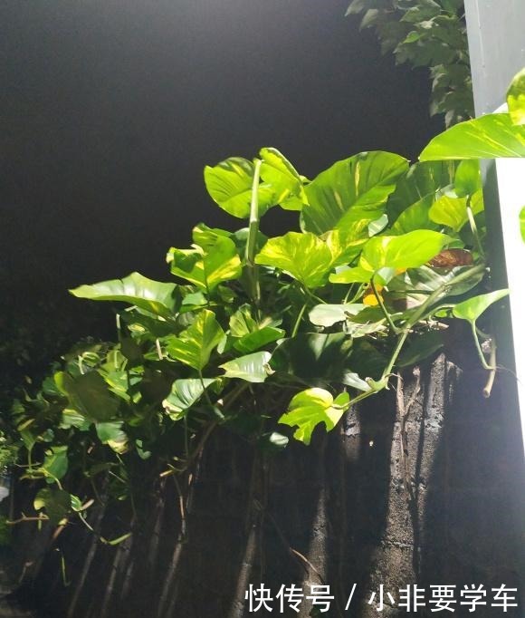 绿萝养久了,居然变成了龟背竹,还开背了!