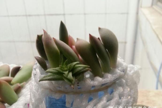 肉友|夏天可以用叶片来繁殖多肉吗？可以，但要讲究技巧叶片才可能发芽
