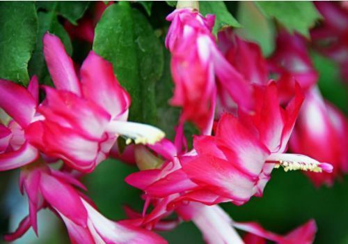 最有仙气的几种花,迷人的花朵,花朵大花期长,比牡丹还美