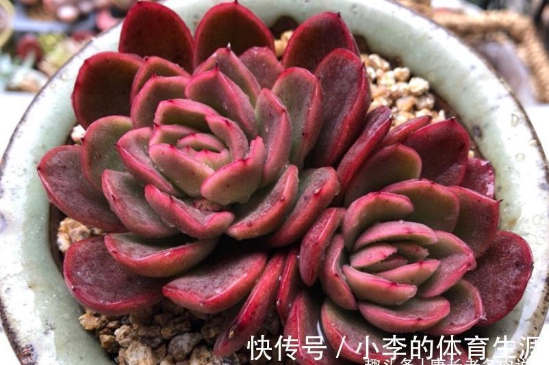 皮实|没养玉杯东云的肉友,这种兼具两系特点的多肉,你是怎么错过的?