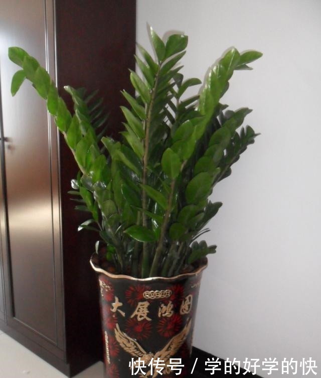 越来越多人养此“2种树”，寓意好！以后别说家里不种树了！