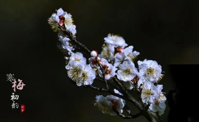 春日|春日岛城，一起邂逅“梅”好时光！（文末福利）