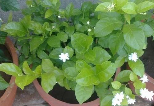 茉莉花|在家养啥花合适此4种随便来一盆,植株长势旺、满屋飘香