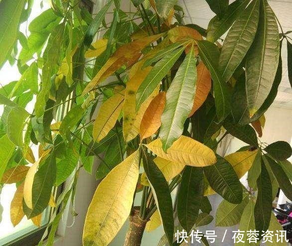 黄叶|花店买花老养死，因为老板太黑心老板不是我黑心，是你不会养